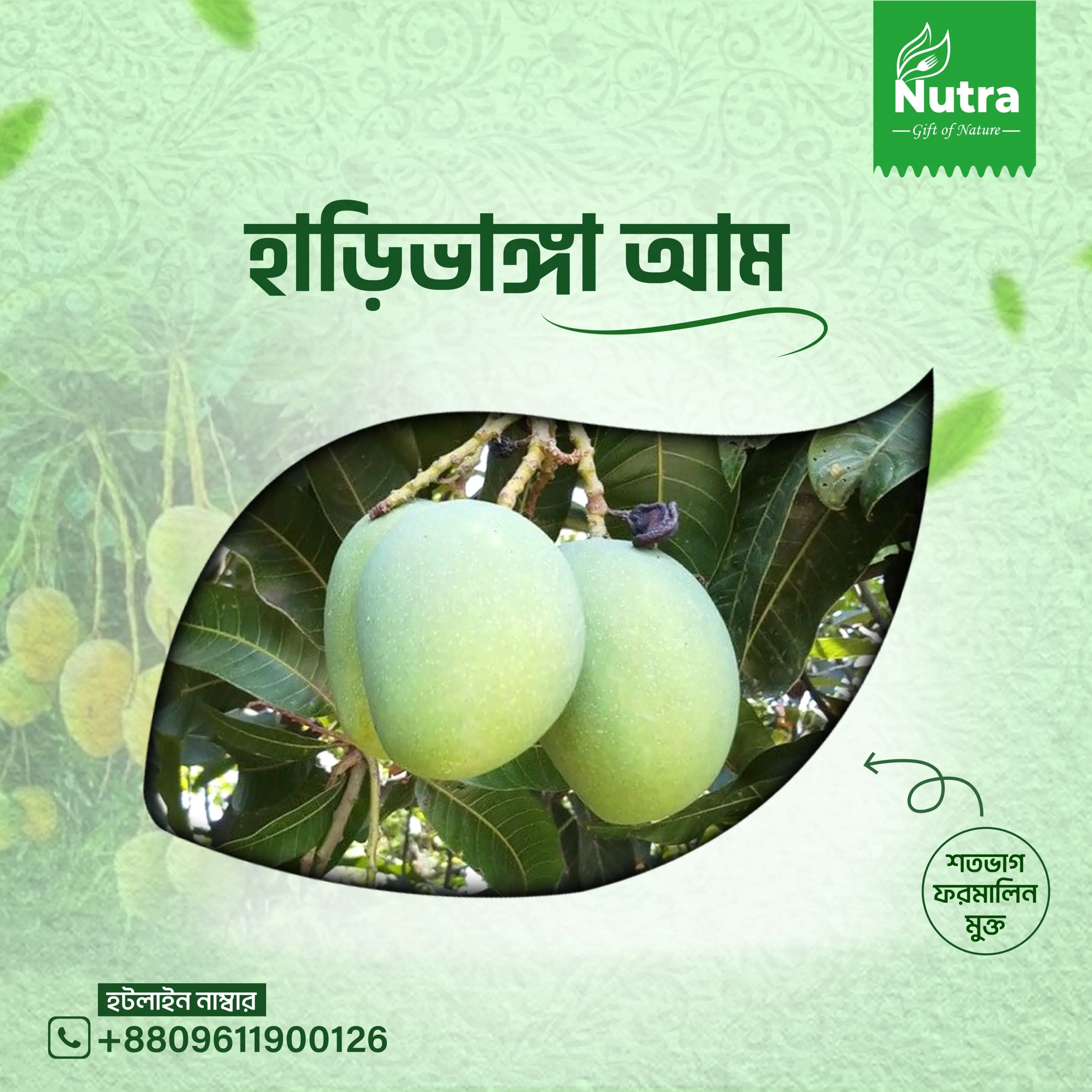 হাড়িভাঙ্গা-আম/Harivanga Mango