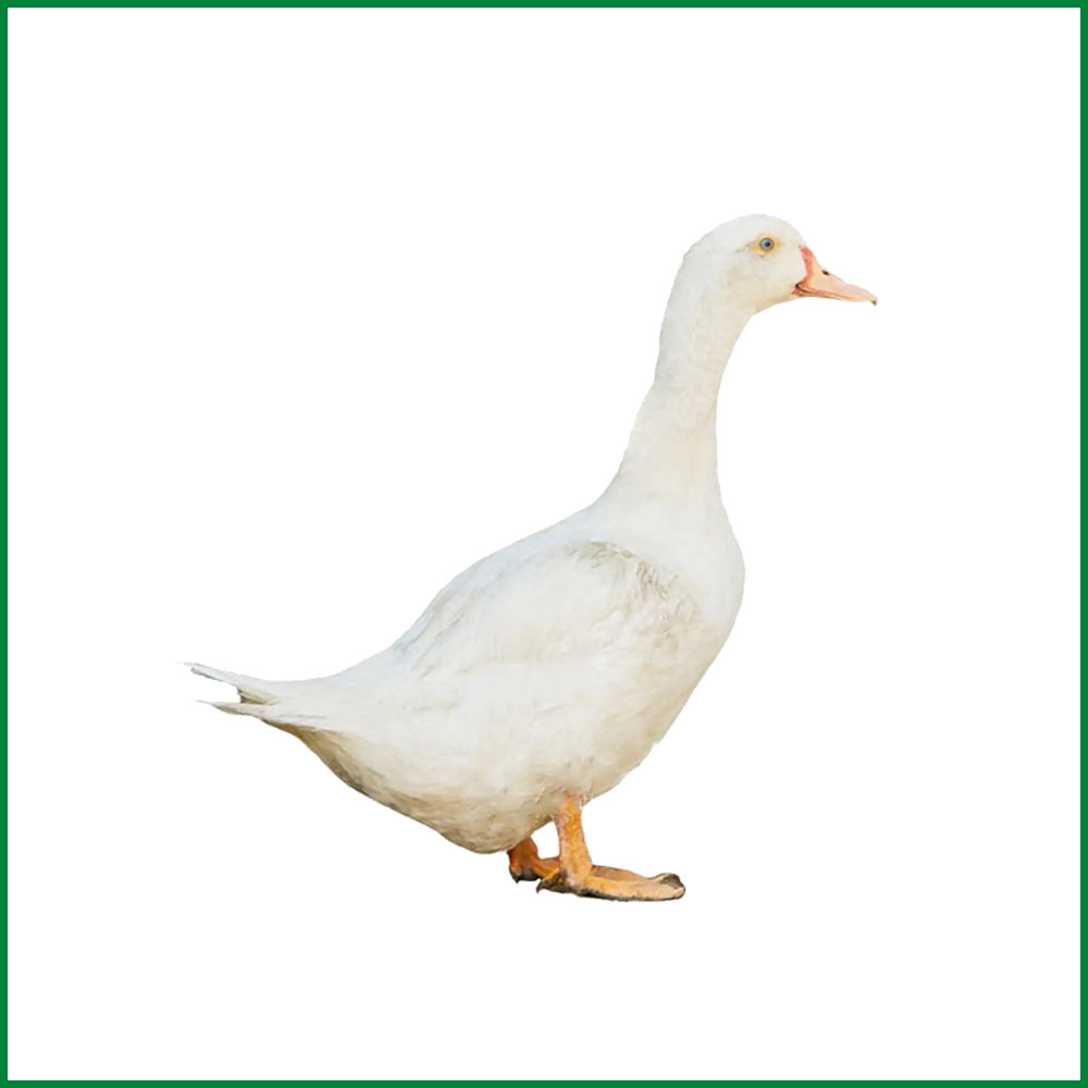 Beijing Duck (বেইজিং হাঁস)