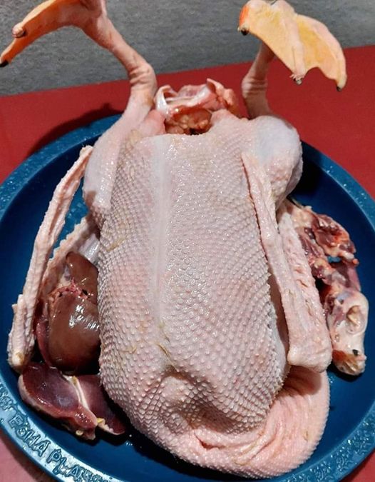 Swan | রাজহাঁস (Processed)