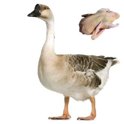 Swan | রাজহাঁস (Processed)