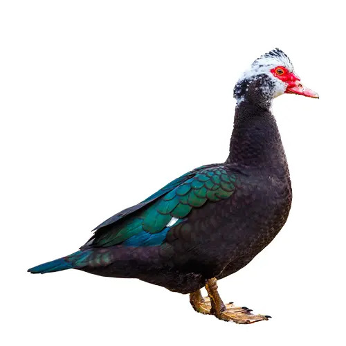 China Duck (চীনা হাঁস)